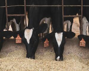nutricion animal bovinos